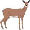 Staring Deer Clip Art